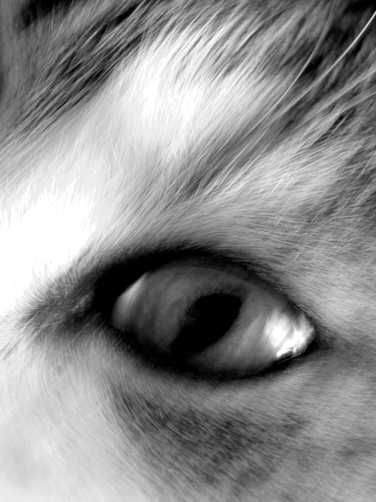 Claudia Chittano foto, progetto fotografico sugli animali, occhio di gatto