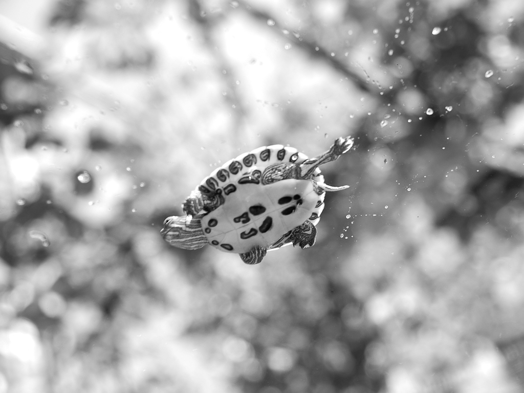 Claudia Chittano foto, animali, tartaruga in acqua
