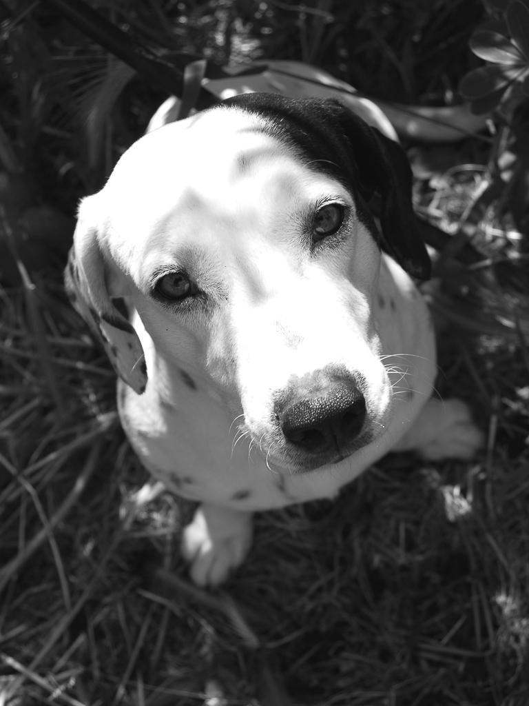 Claudia Chittano foto, progetto fotografico sugli animali, cane