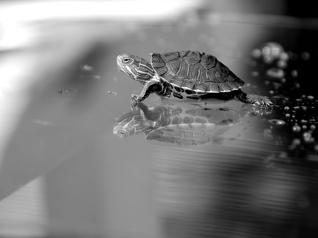 Claudia Chittano foto, progetto fotografico sugli animali, tartaruga