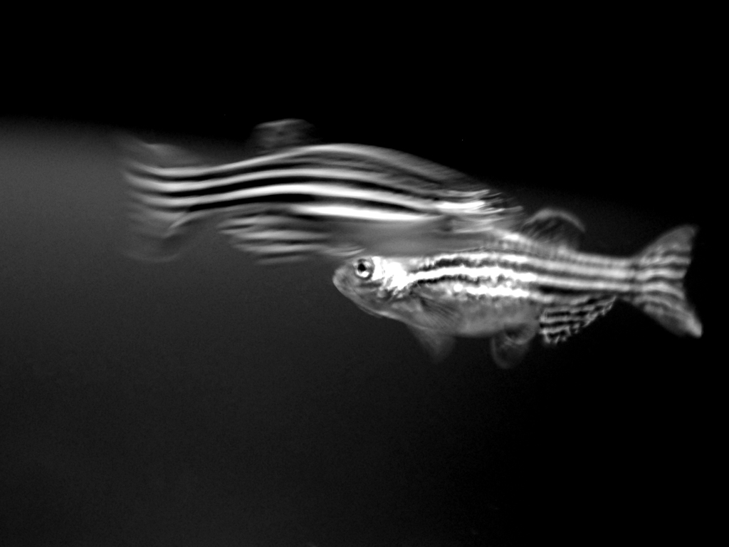 Claudia Chittano foto, progetto fotografico sugli animali, pesci
