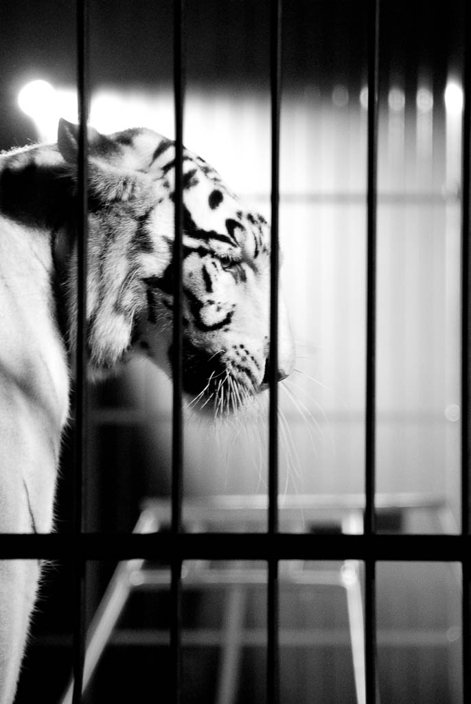 FOTO CIRCO Claudia Chittano fotografia