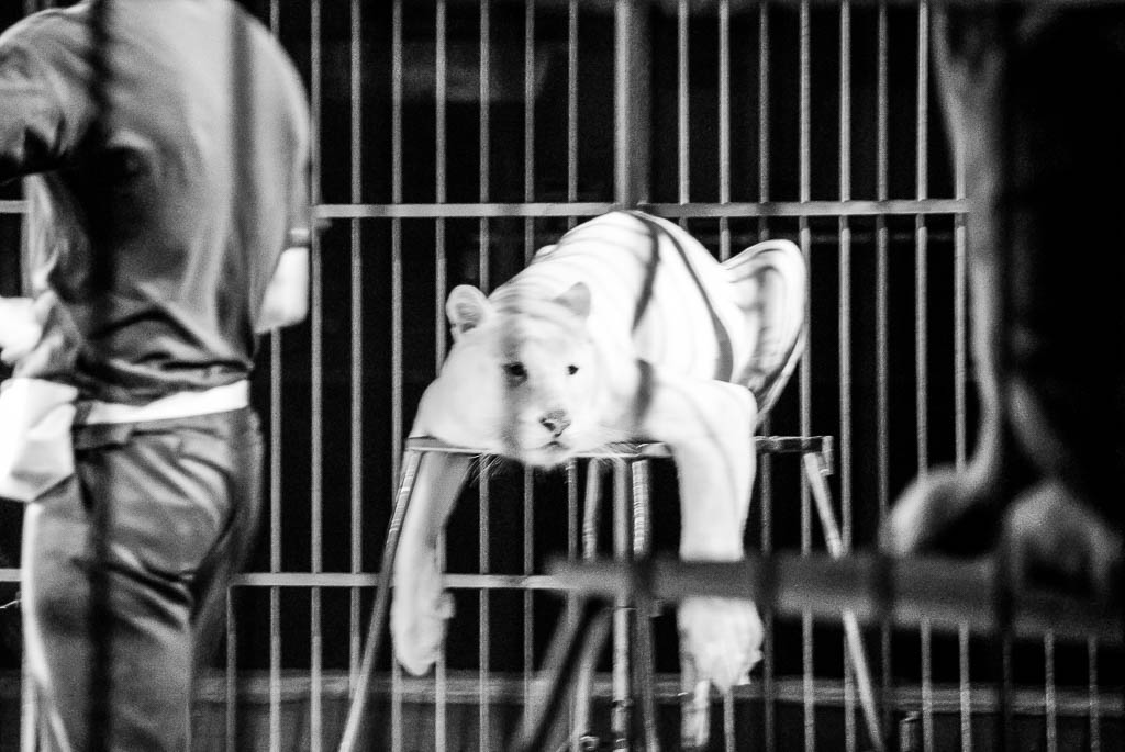 FOTO CIRCO Claudia Chittano fotografia